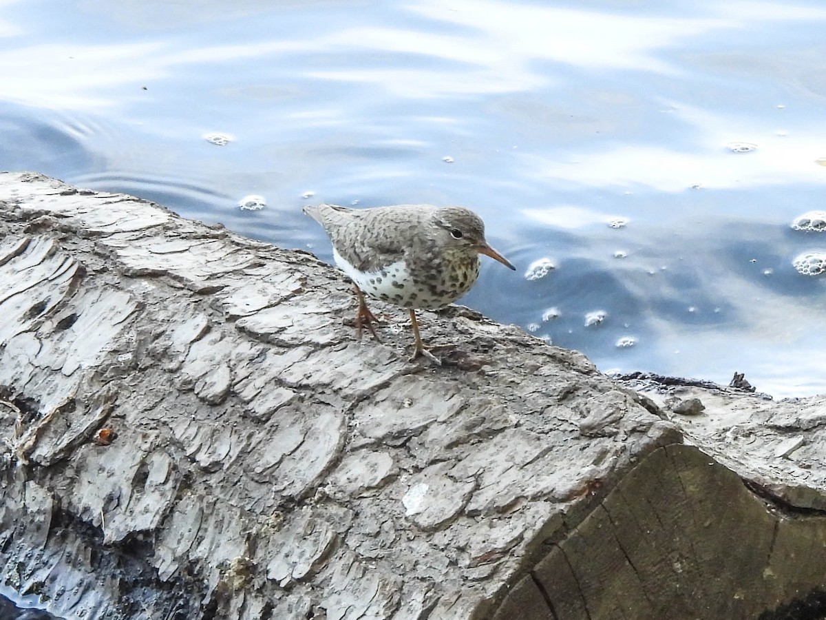 Spotted Sandpiper - ML639827198