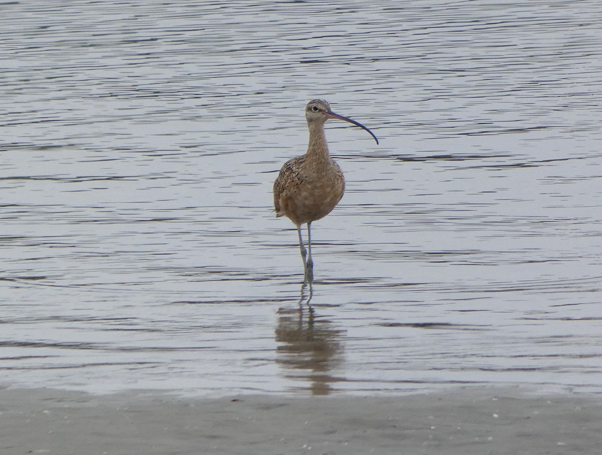 Long-billed Curlew - ML639827212