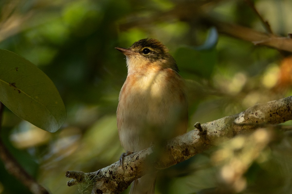 Bay-breasted Warbler - ML639827217