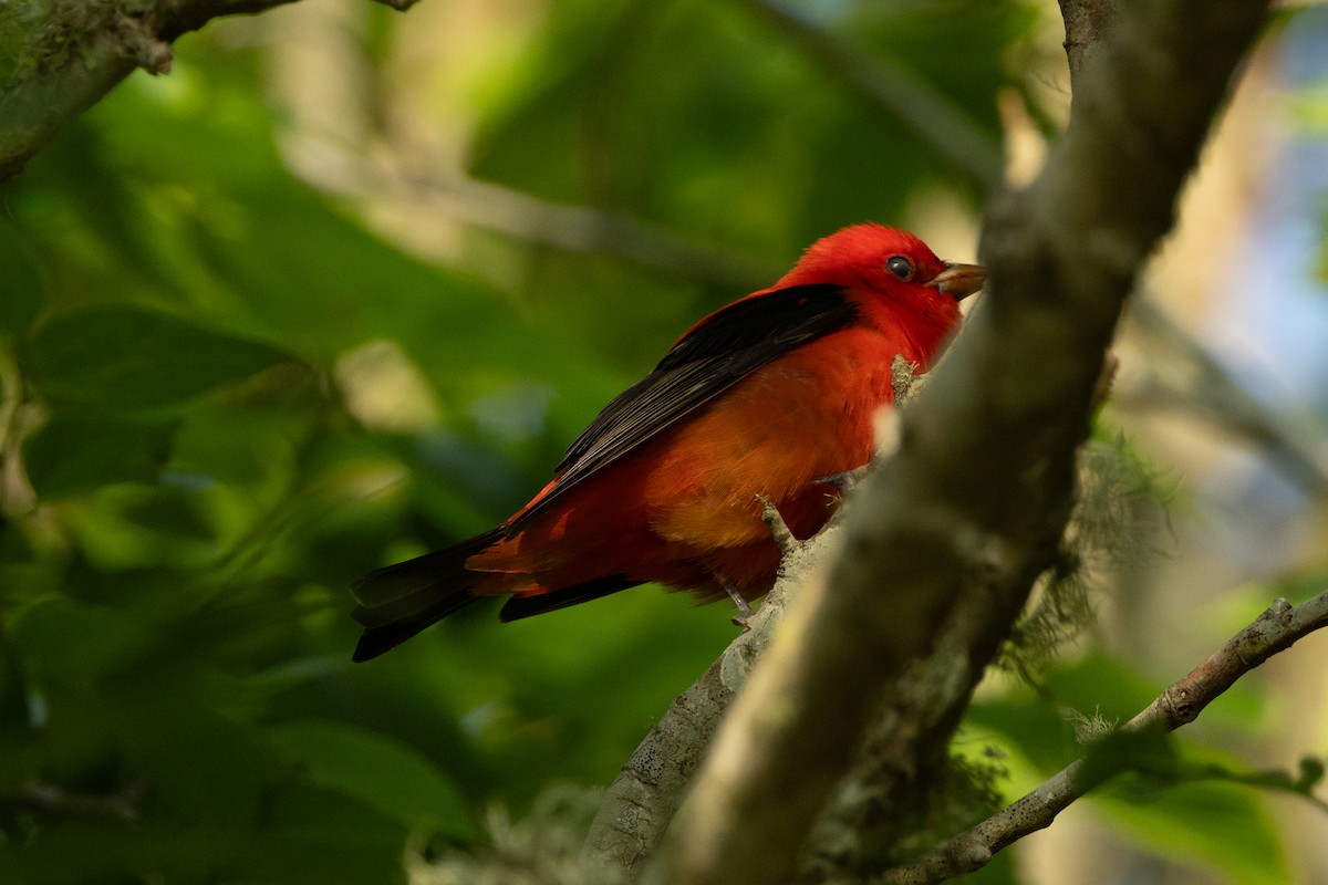 Scarlet Tanager - ML639827228