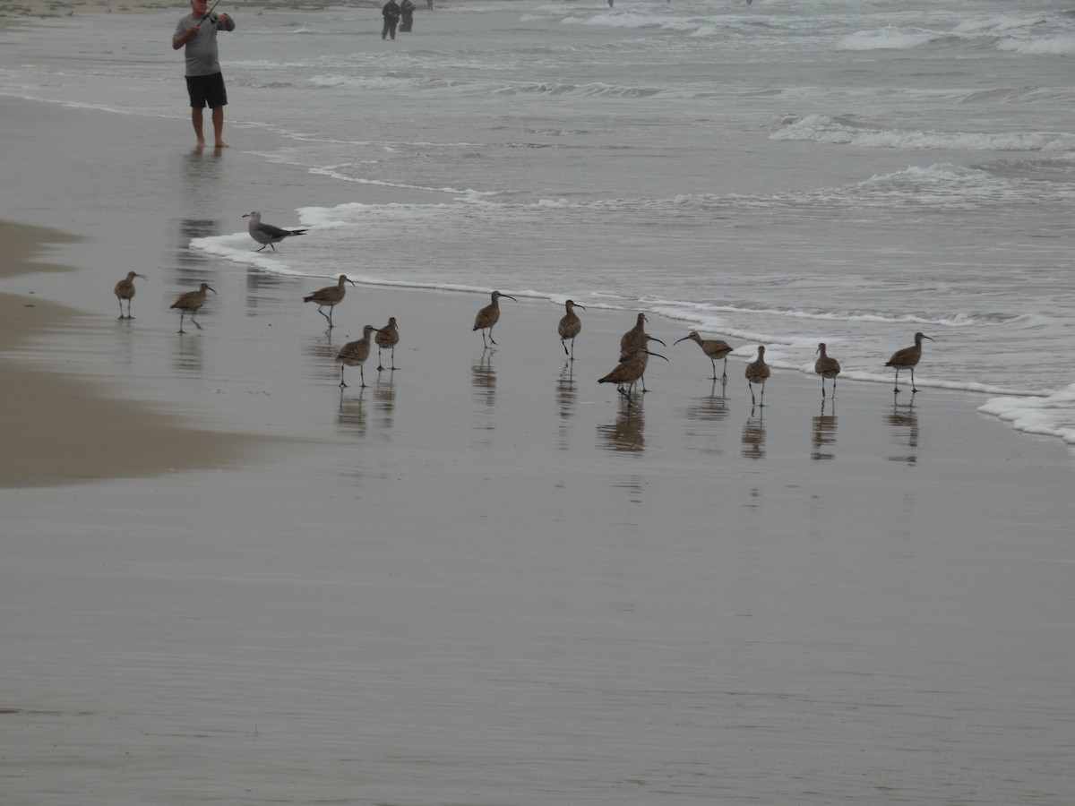 Hudsonian Whimbrel - ML639827231