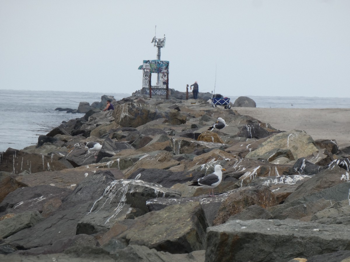 Western Gull - ML639827271