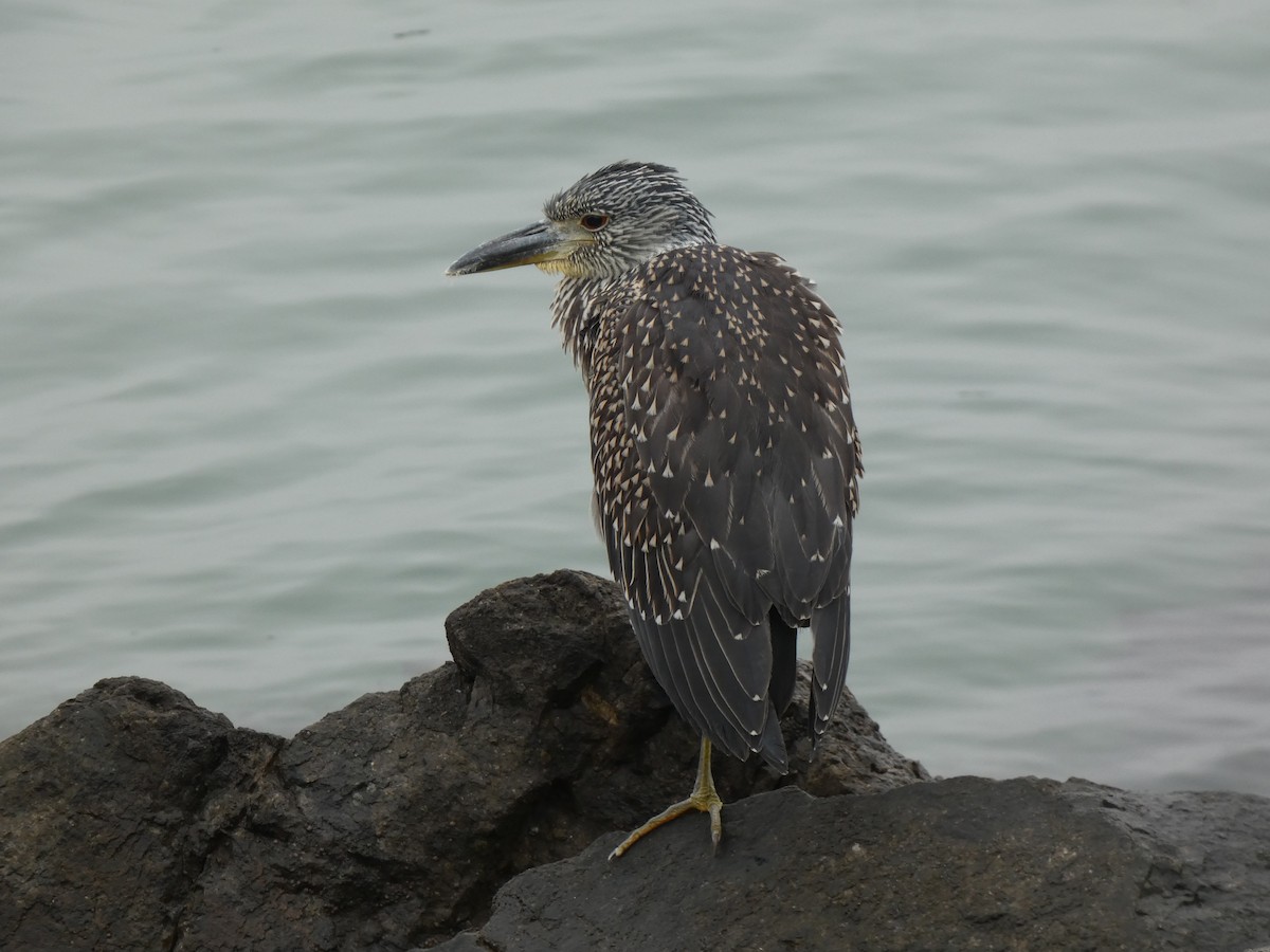 Yellow-crowned Night Heron - ML639827293