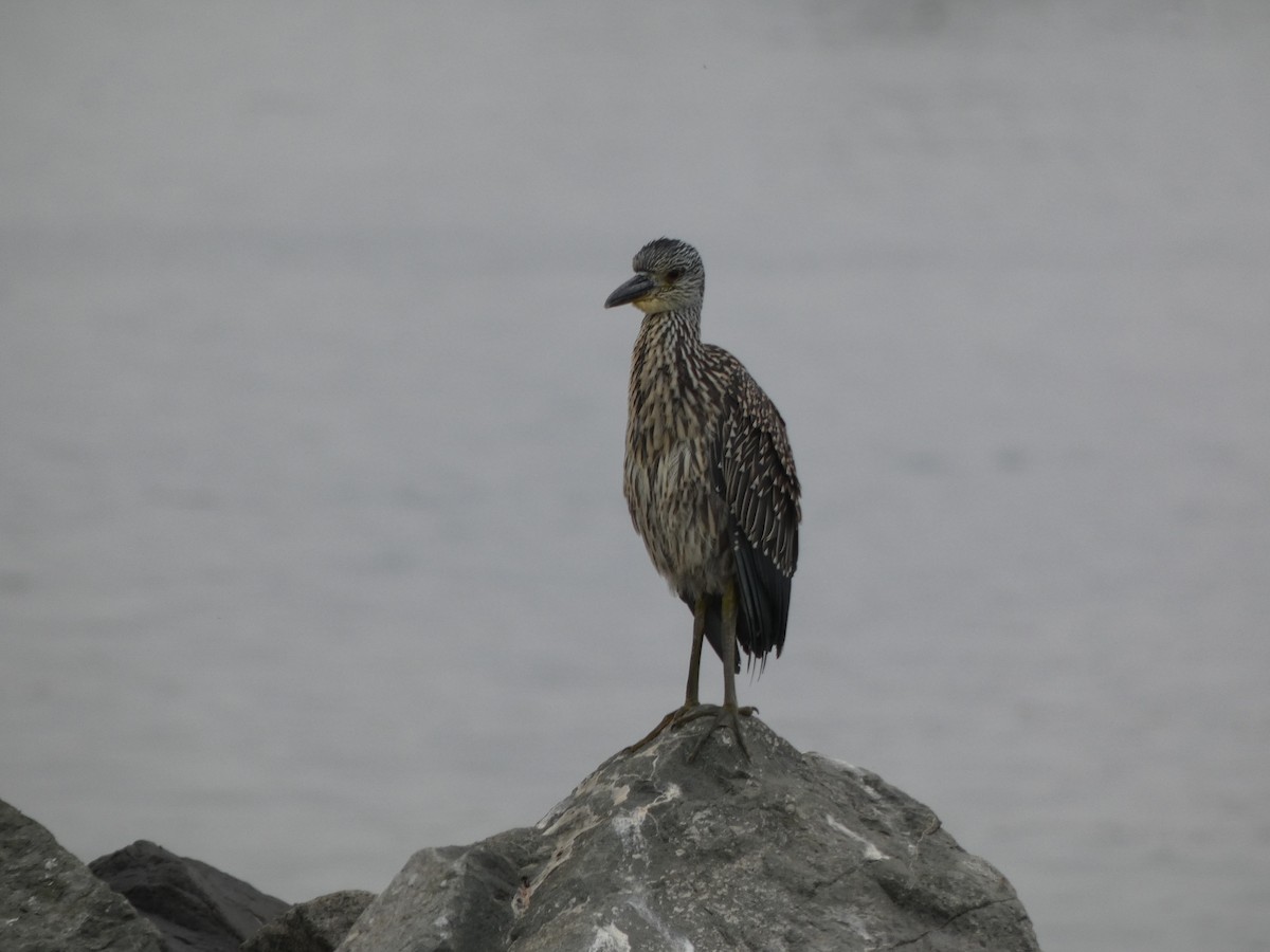 Yellow-crowned Night Heron - ML639827294