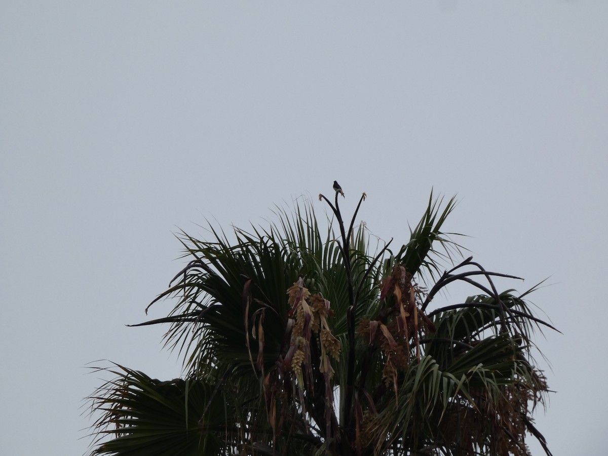 Black Phoebe - ML639827349