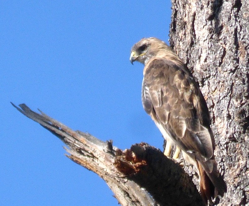 Red-tailed Hawk - ML639827358