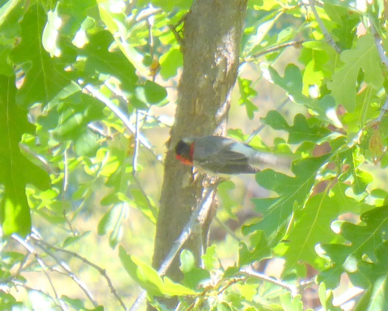 Red-faced Warbler - ML639827362