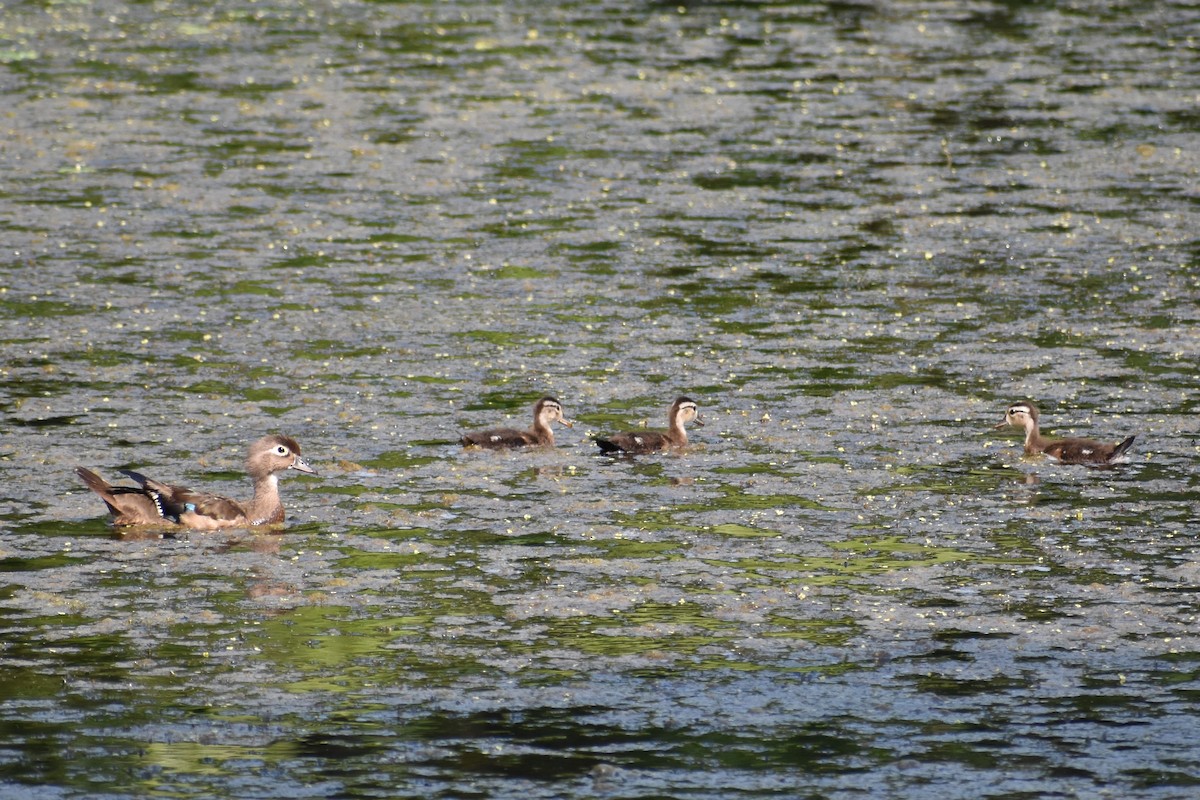 Wood Duck - ML639827403
