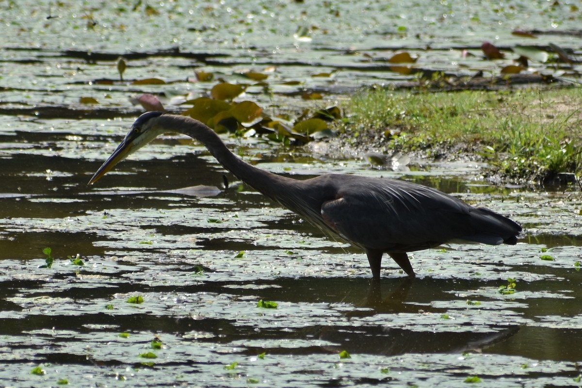 Great Blue Heron - ML639827409