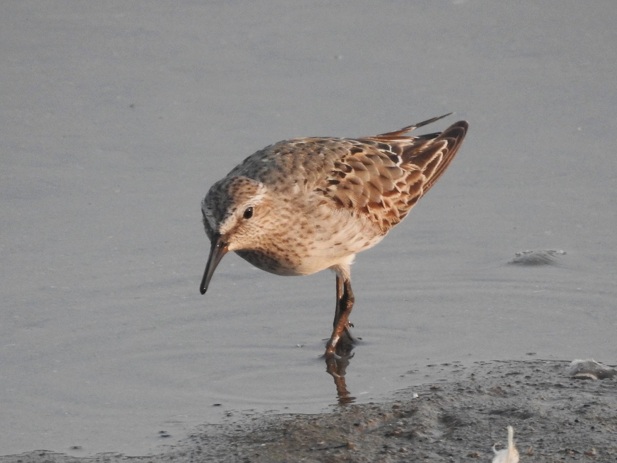 White-rumped Sandpiper - ML639827525