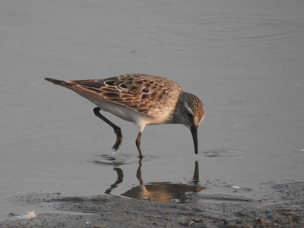 White-rumped Sandpiper - ML639827526