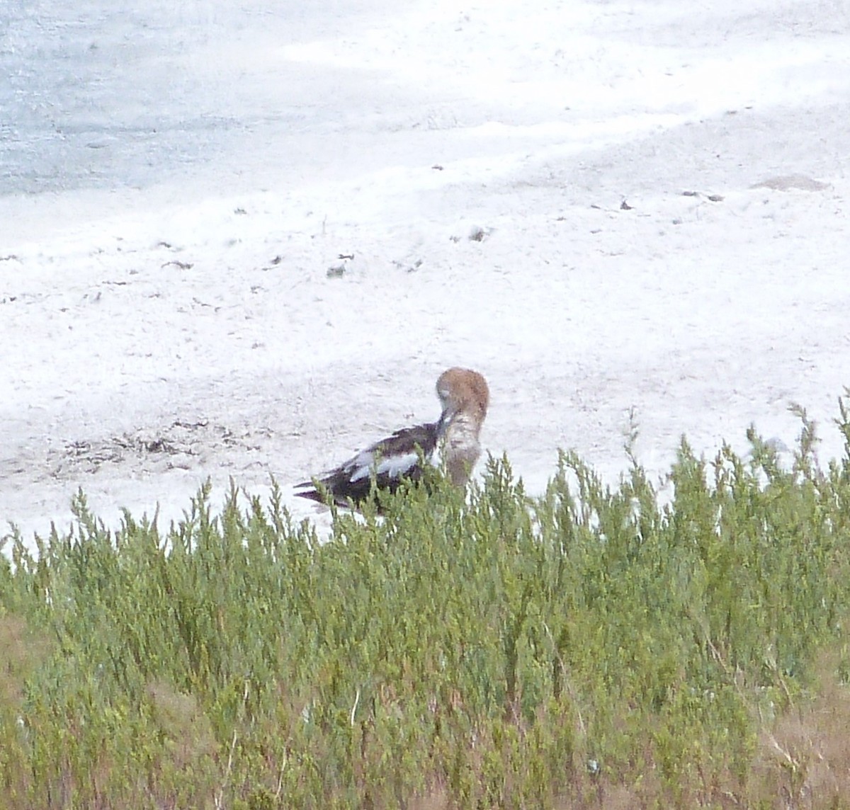 tenkozobec americký - ML639827558