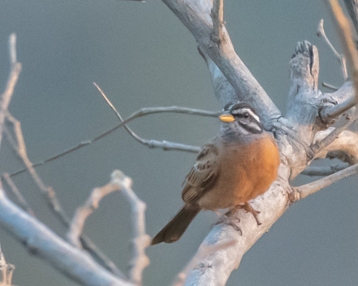 Gosling's Bunting - ML639827561
