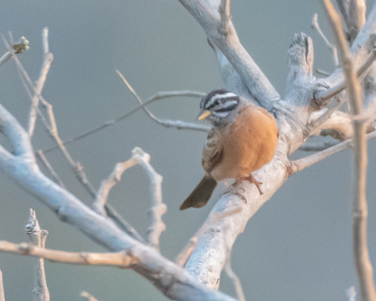 Gosling's Bunting - ML639827562