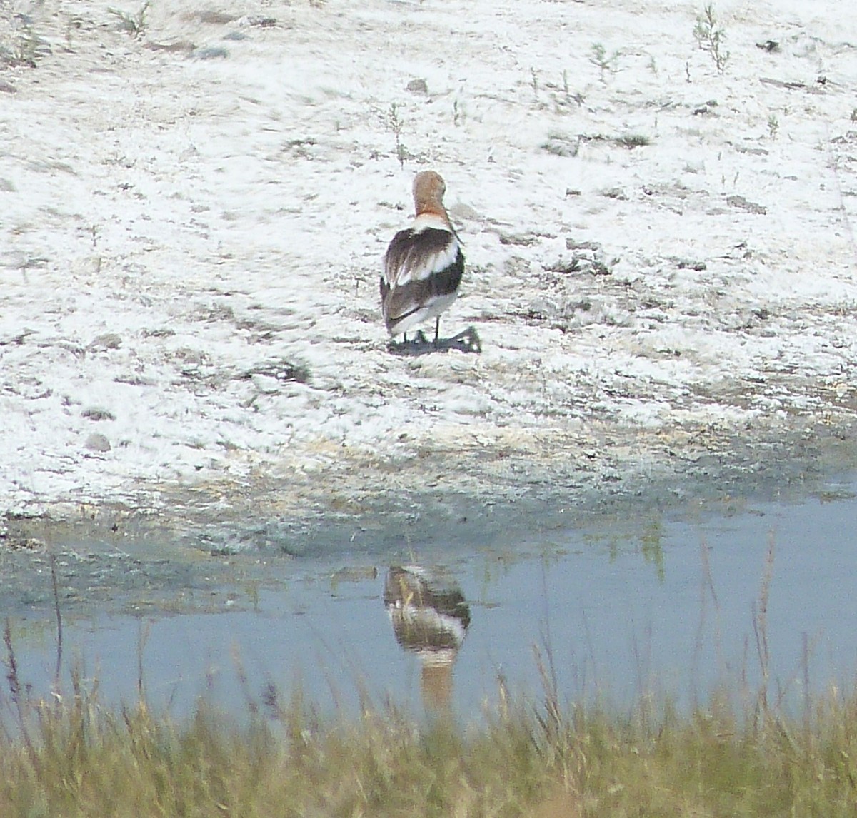 tenkozobec americký - ML639827569