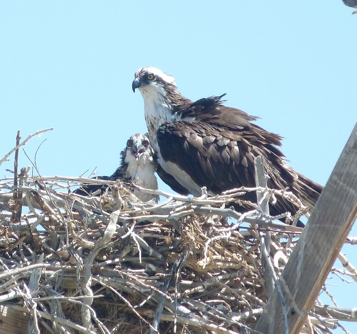 orlovec říční - ML639827578