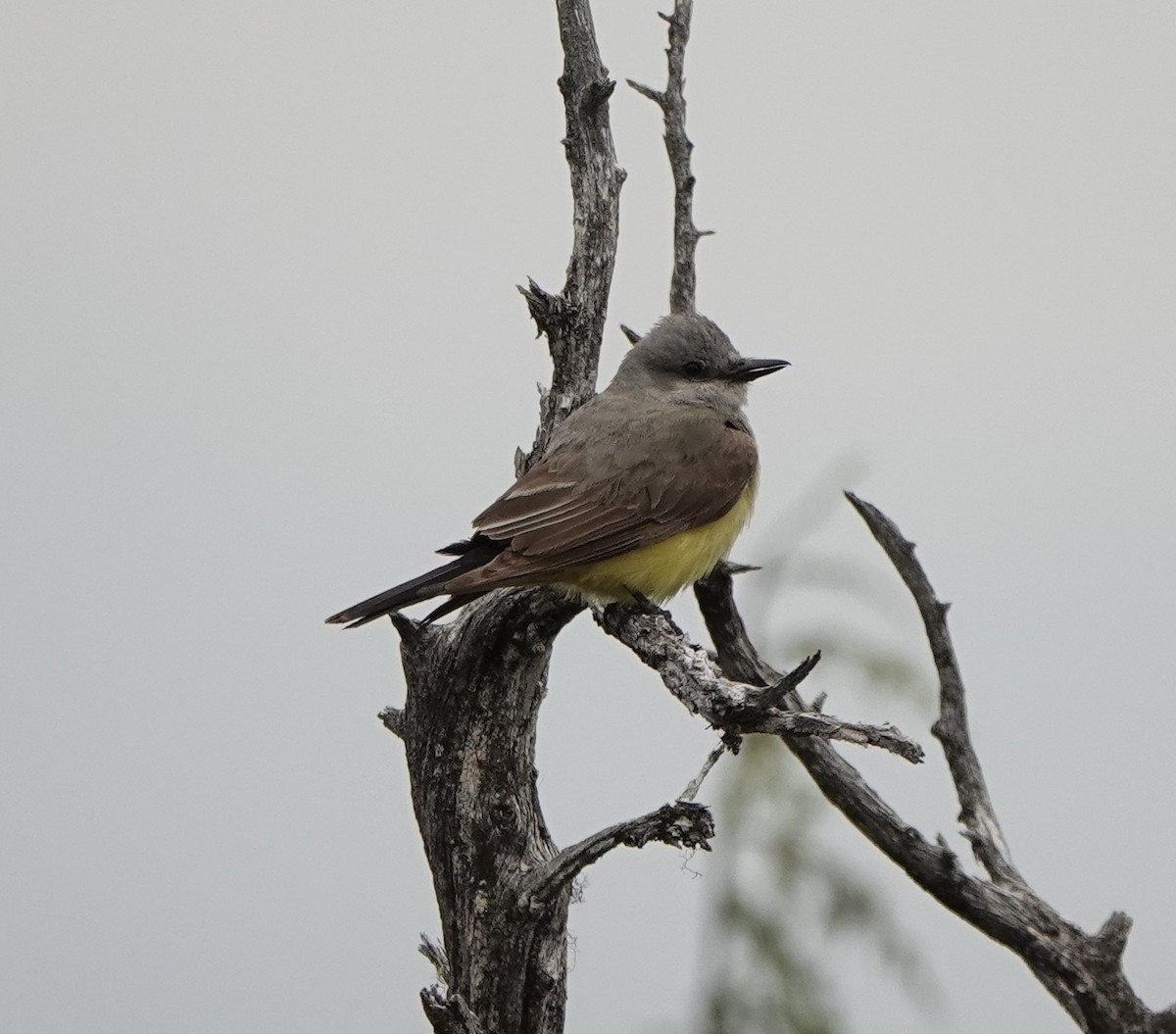 Western Kingbird - ML639827601