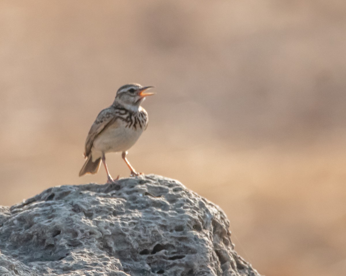 Sun Lark - ML639827695