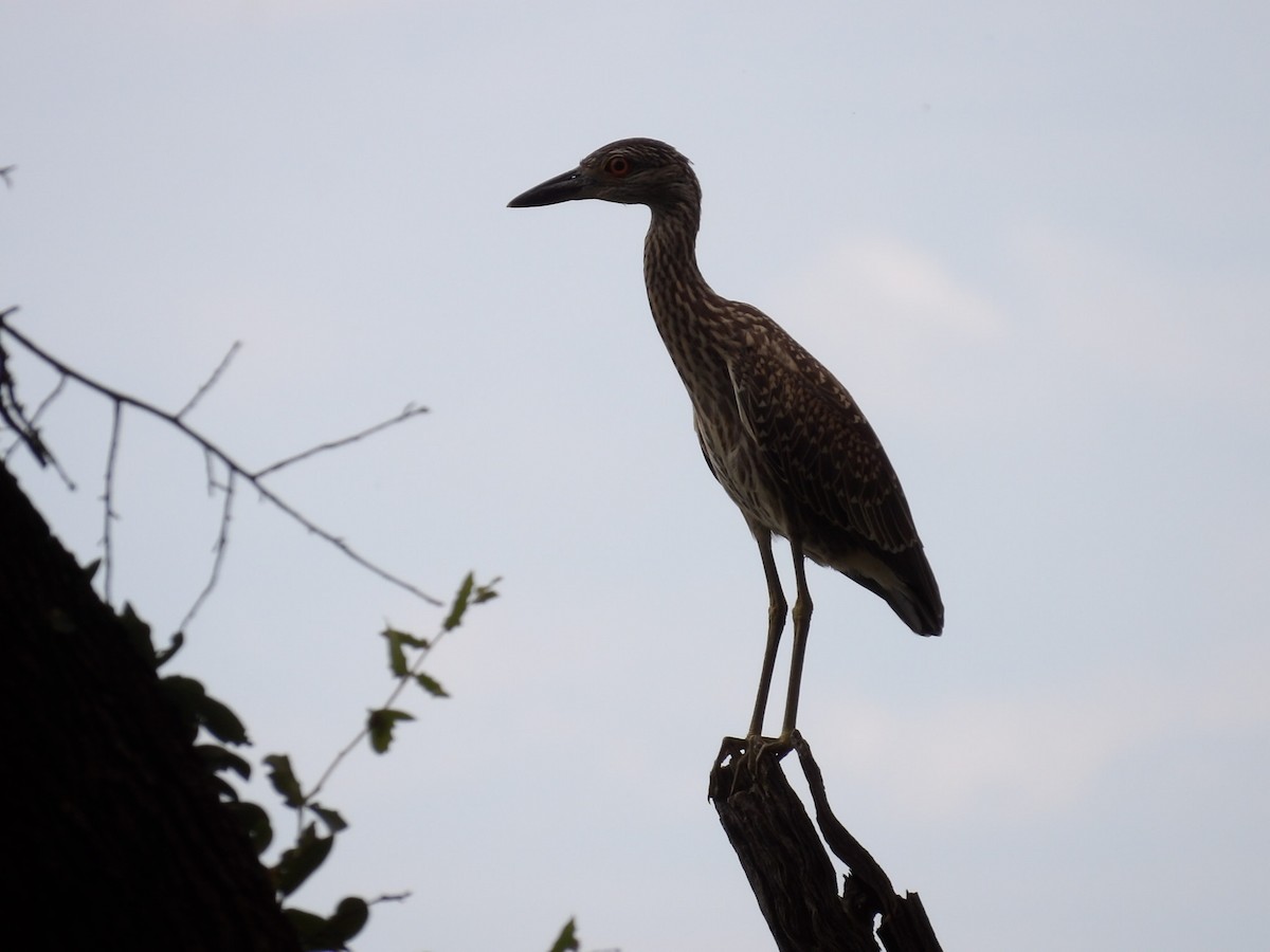 Yellow-crowned Night Heron - ML639827696