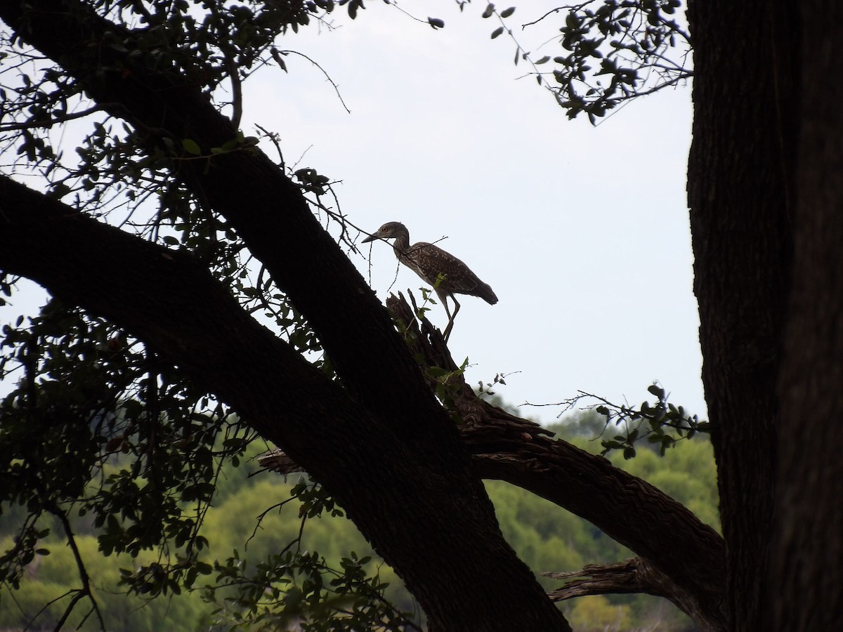 Yellow-crowned Night Heron - ML639827699