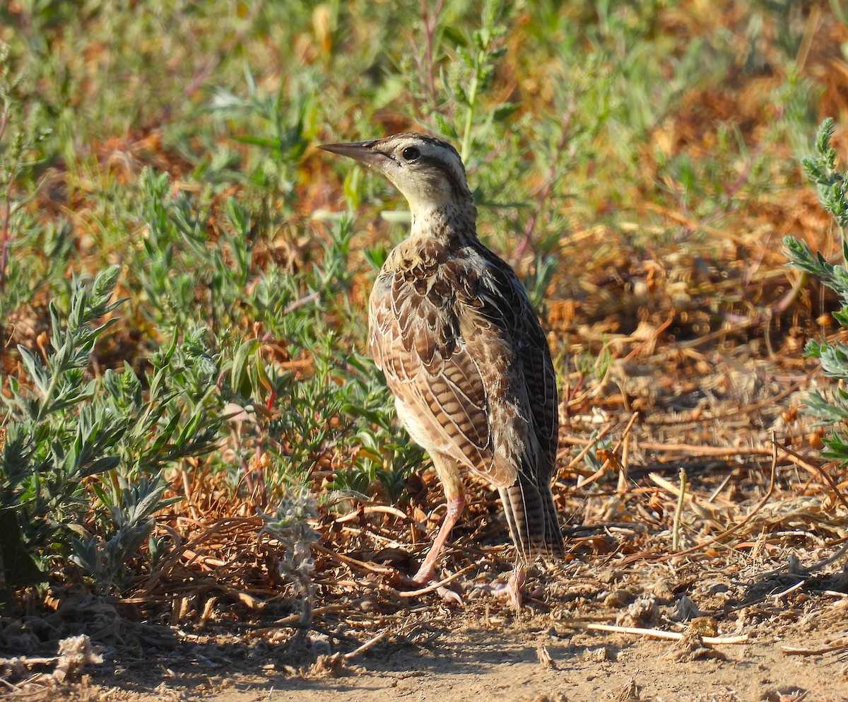 Sturnella meadowlark sp. - ML639827786