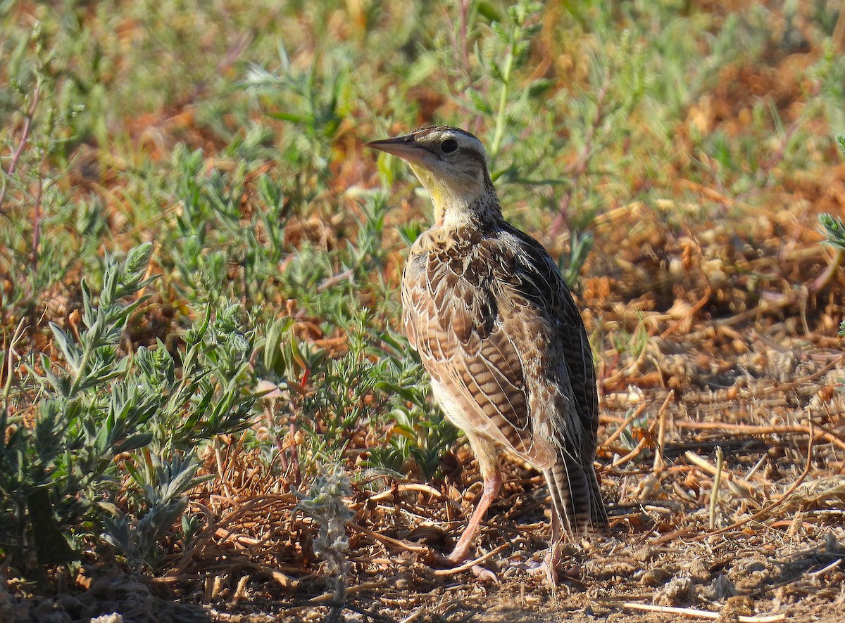 Sturnella meadowlark sp. - ML639827789