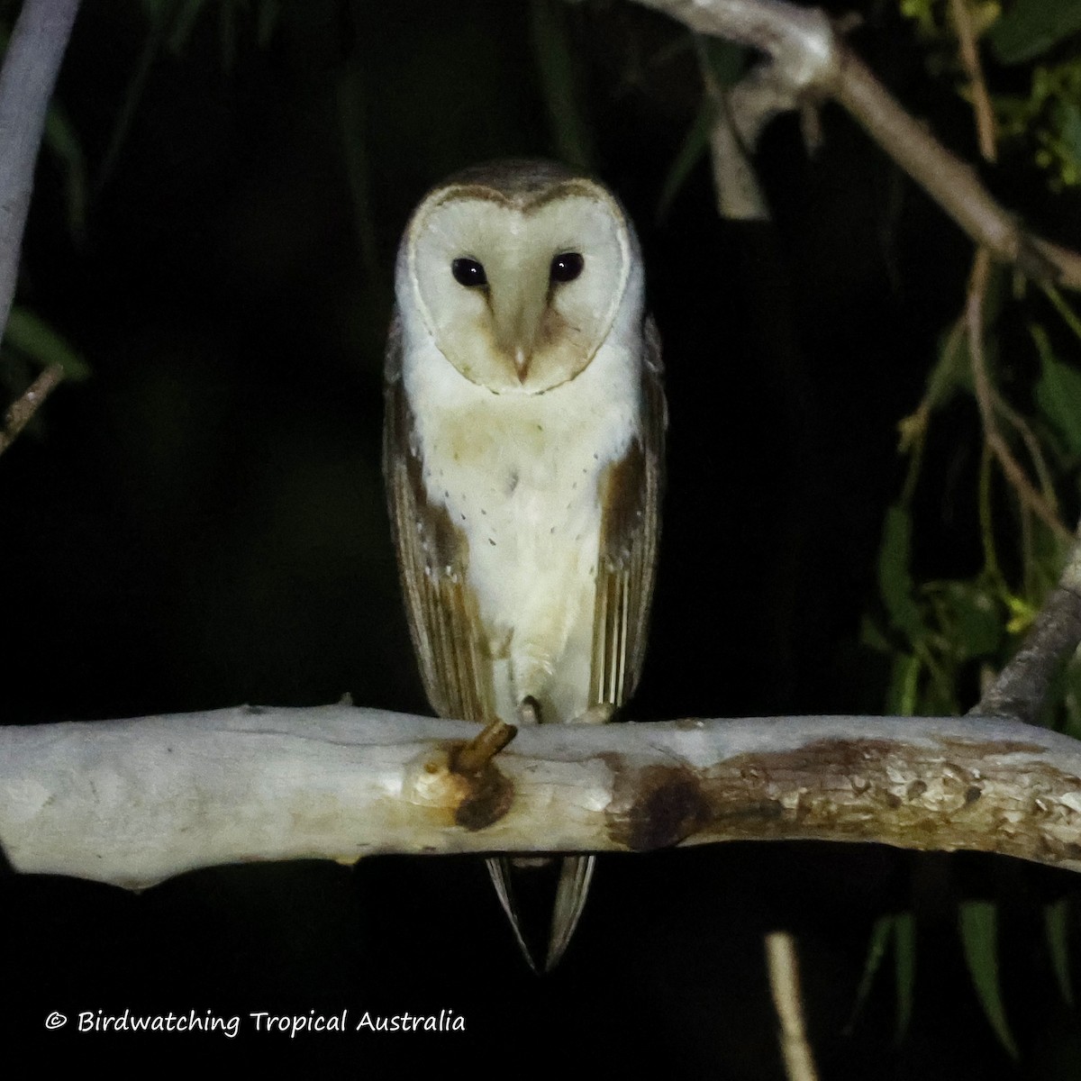Eastern Barn Owl - ML639827817