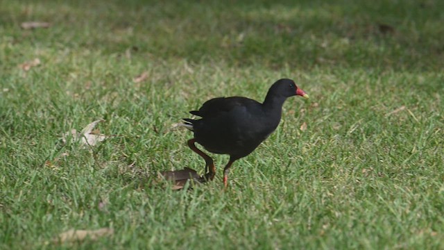 Dusky Moorhen - ML639827863
