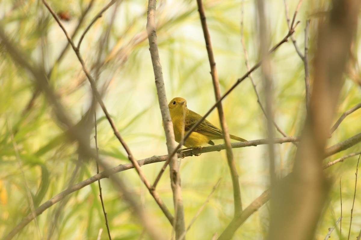 Yellow Warbler - ML639827946