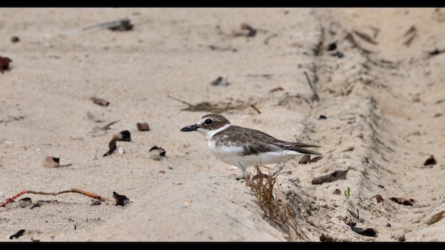 Wilson's Plover - ML639827952