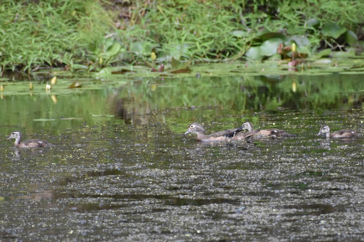 Wood Duck - ML639827975