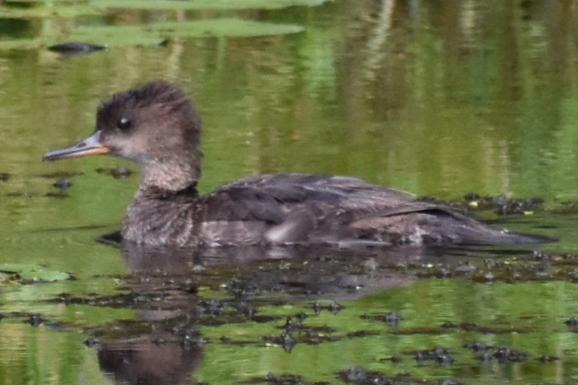 Hooded Merganser - ML639827981