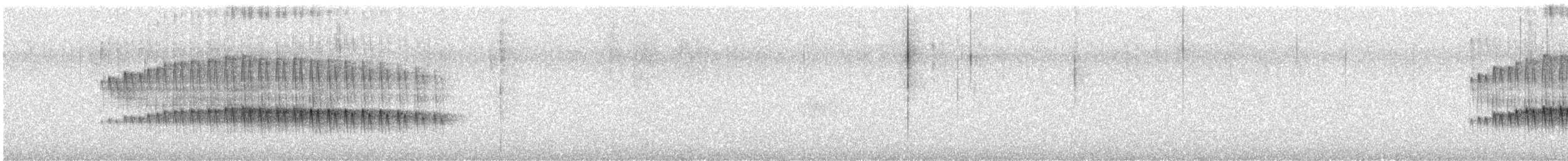 Scalloped Antbird - ML639827991