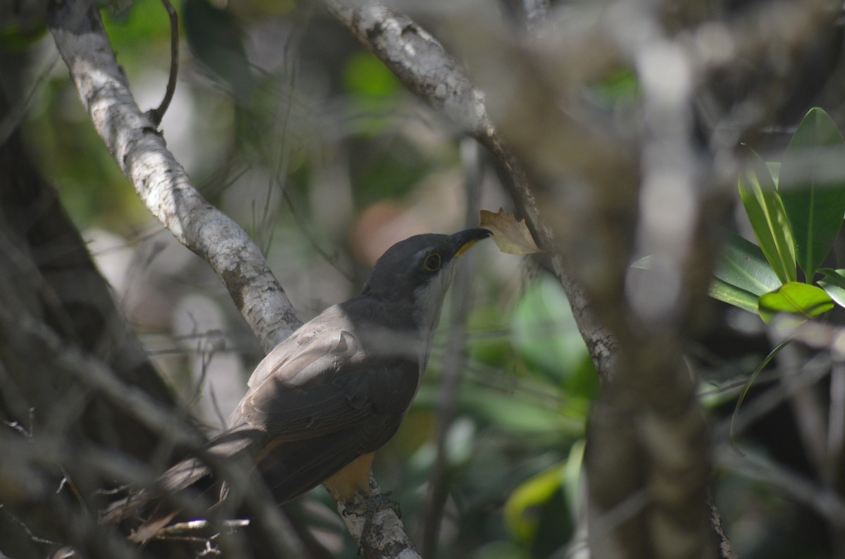 Mangrove Cuckoo - ML639828023