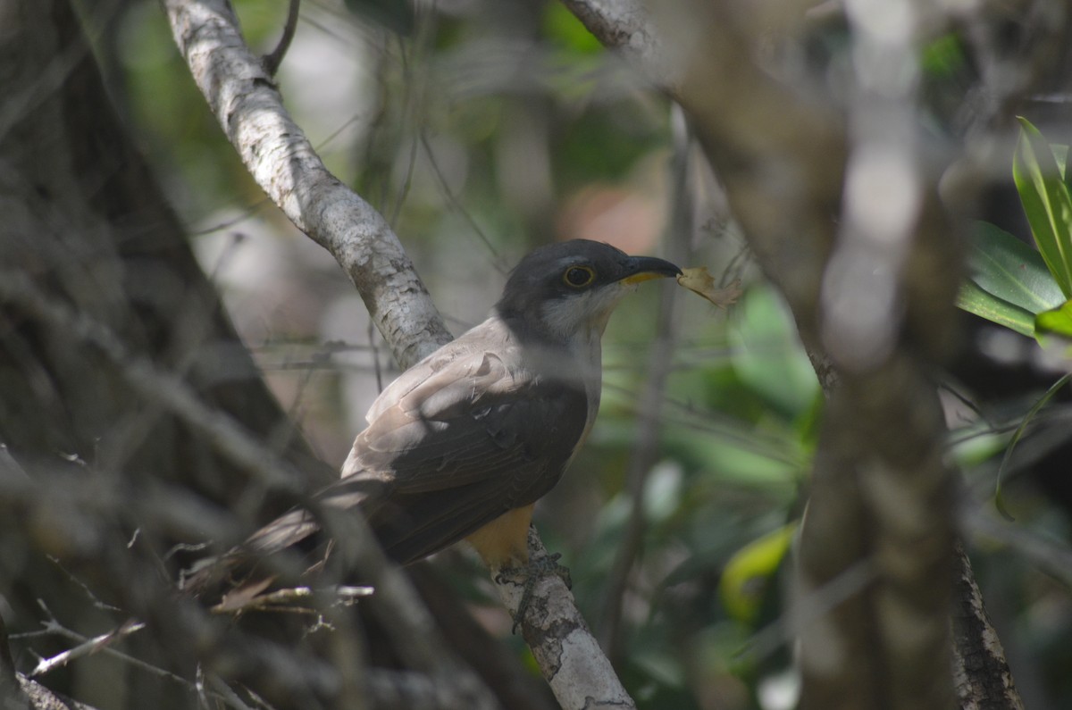 Mangrove Cuckoo - ML639828058