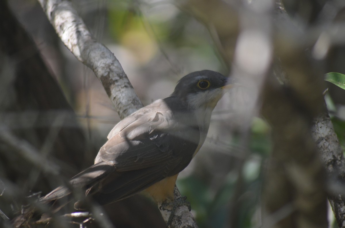 Mangrove Cuckoo - ML639828094