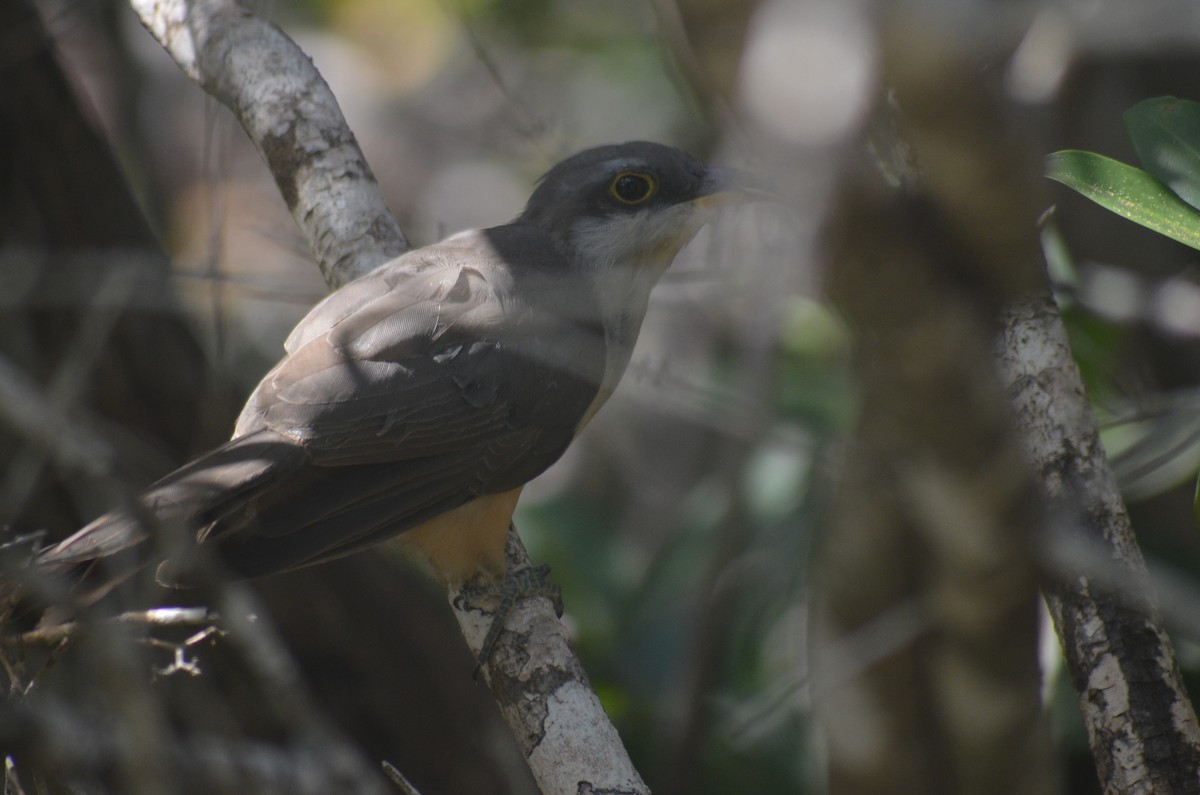 Mangrove Cuckoo - ML639828109