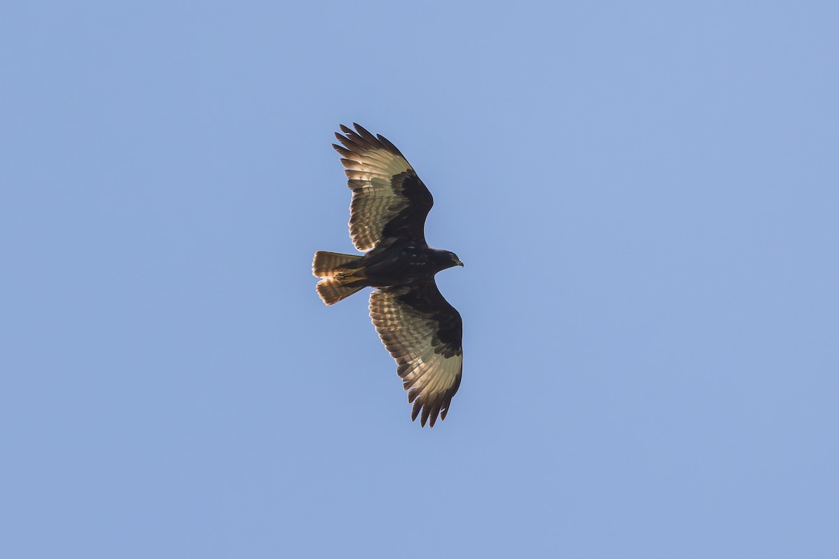 Augur Buzzard - ML639828123
