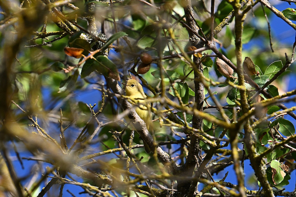 Yellow Warbler - ML639828130