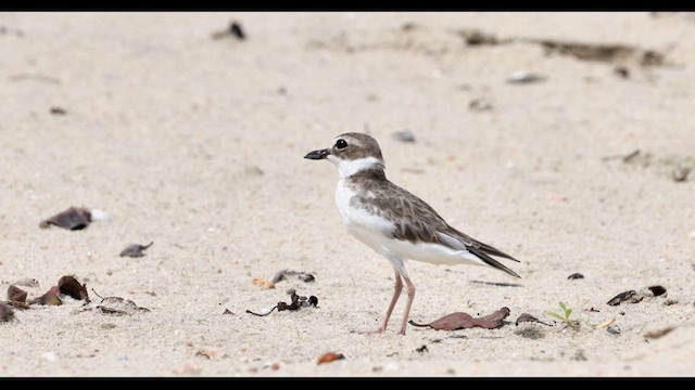 Wilson's Plover - ML639828144