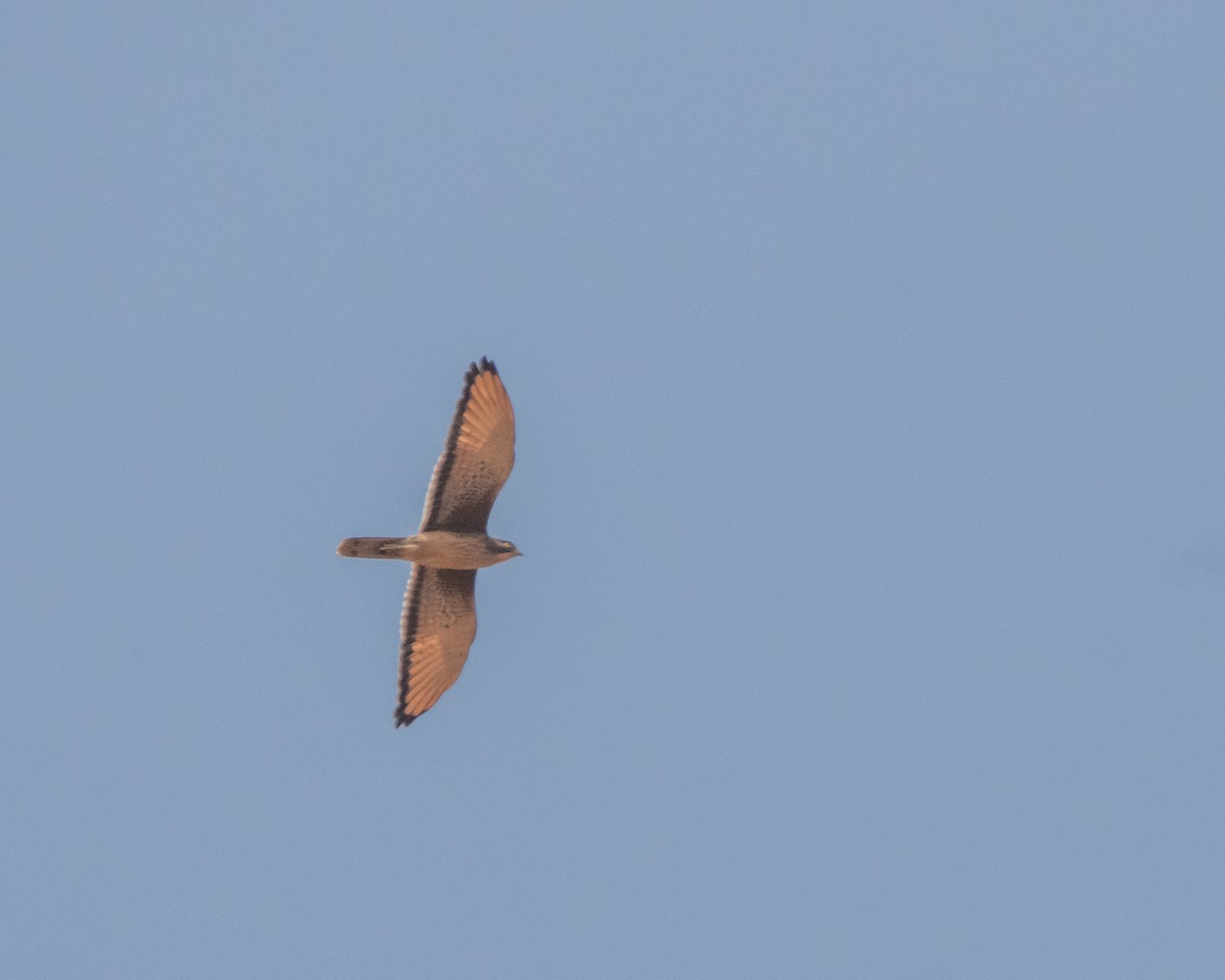 Grasshopper Buzzard - ML639828152