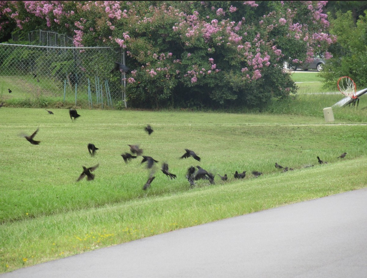 Common Grackle - ML639828155