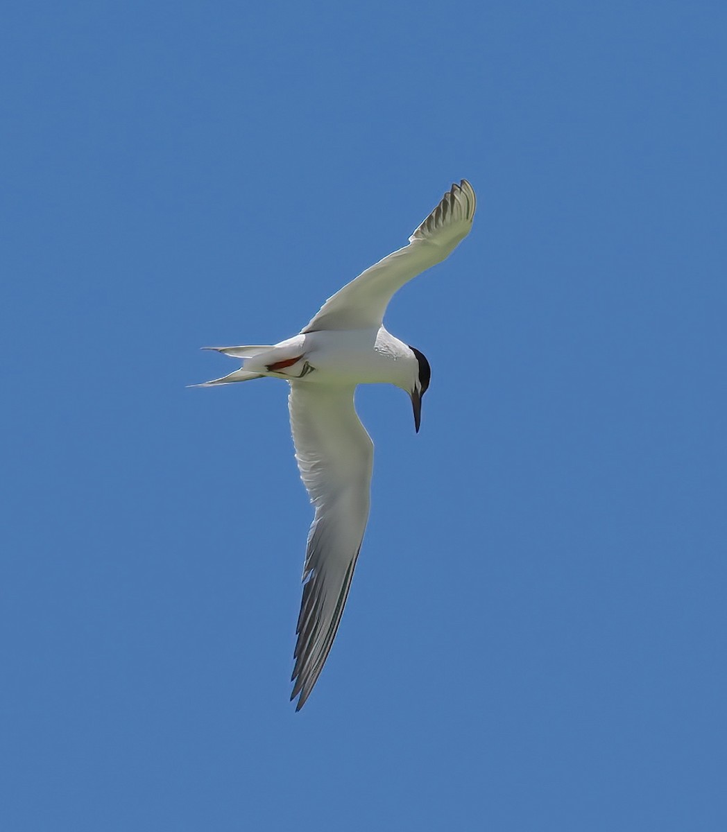 Forster's Tern - ML639828194