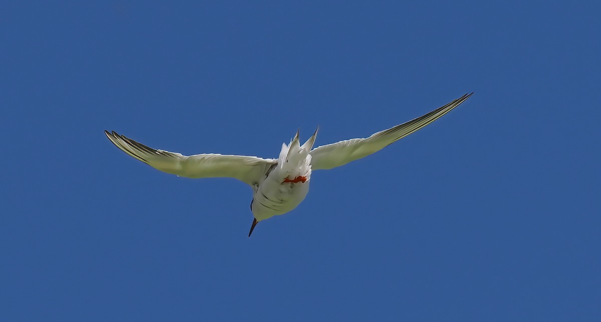 Forster's Tern - ML639828195