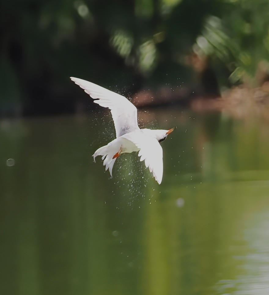 Forster's Tern - ML639828196