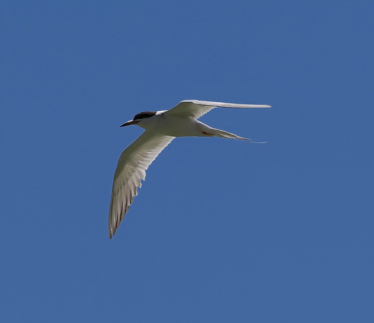 Forster's Tern - ML639828198