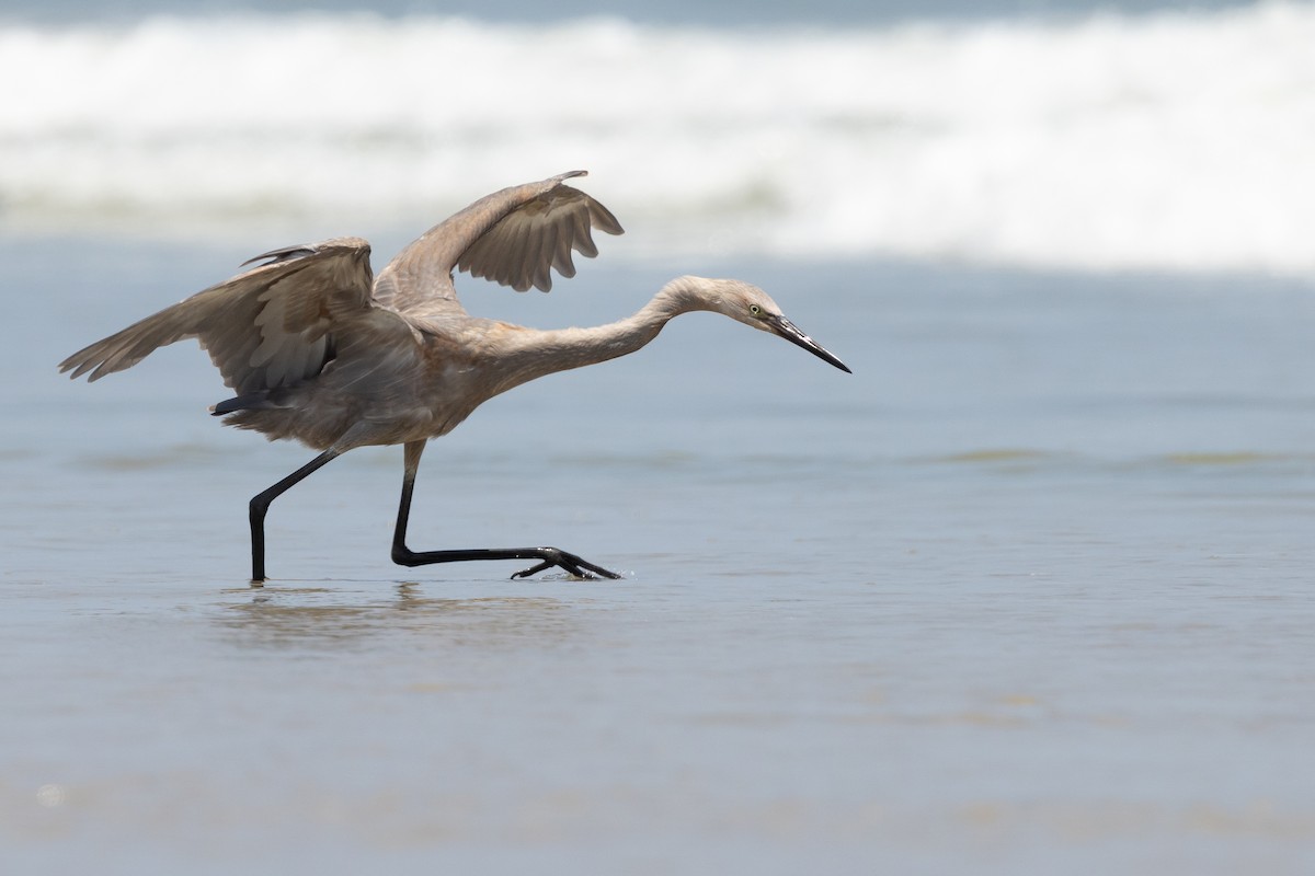 Reddish Egret - ML639828241