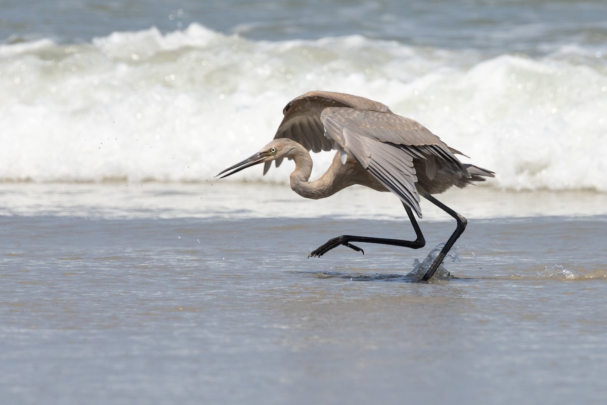 Reddish Egret - ML639828244