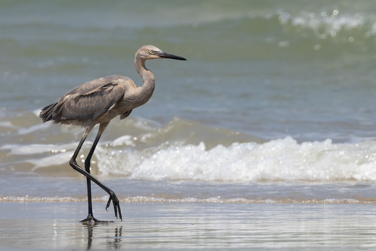 Reddish Egret - ML639828246