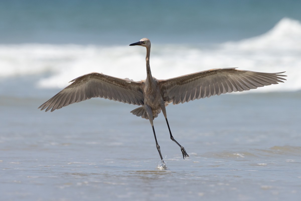 Reddish Egret - ML639828247